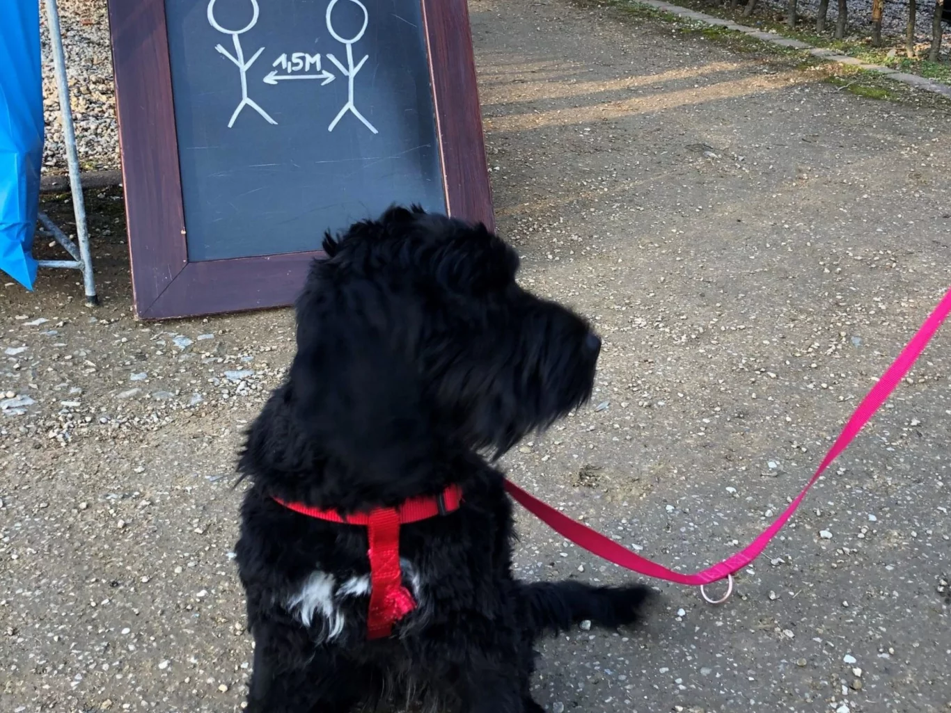 Schwarzer Hund mit roter Leine